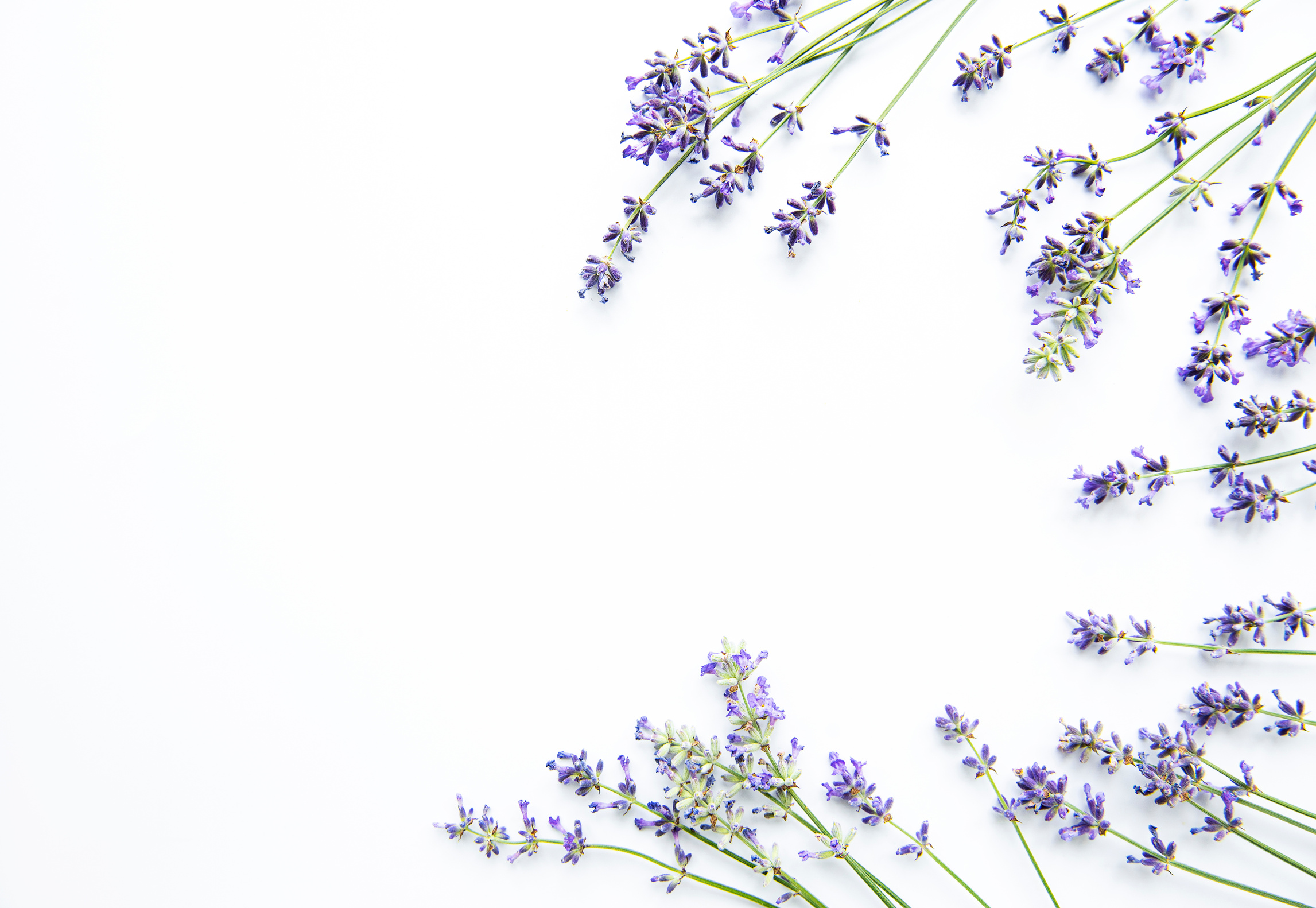 Lavender Flowers on White Background. Flowers Flat Lay, Top View